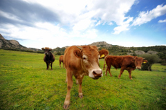 Zakaj skupna kmetijska politika ni tako dolgočasna, kot bi si mislili? Gre tudi o kravah v dvigalih. Vir: equitychannel.net